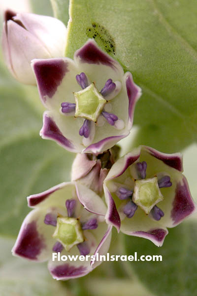 Calotropis procera, Sodom's Apple, عشير ,פתילת-מדבר גדולה