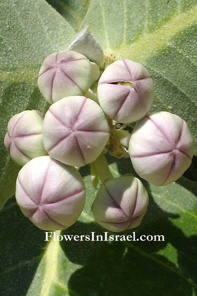 Israel, Natuur, Reizen, Bloemen