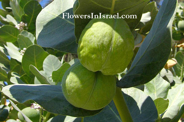 Calotropis procera, Sodom's Apple, عشير ,פתילת-מדבר גדולה