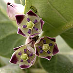 Calotropis procera, Fleurs sauvages, Wildblumen, Fiori, флоры, Flores Silvestres, زهور