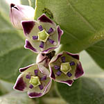 Calotropis procera, Wild Flowers, Israel, Flora