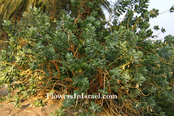 Israel wild flowers and native plants