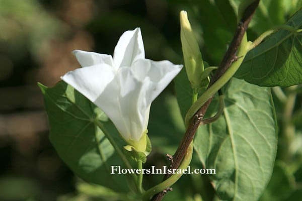 Calystegia sepium, Convolvulus sepium, Greater bindweed,لبلاب السياجات ,חבלבלן המשוכות