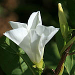 Calystegia sepium, Wild Flowers, Israel, Flora