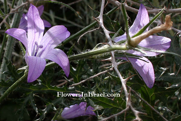 Campanula rapunculus, rampion bellflower, פעמונית קיפחת, ورد الجرس