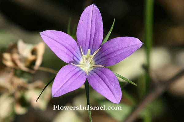 Flowers in Israel, send flowers online