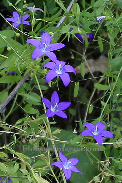 Campanula retrorsa, Bellflower, פעמונית משוננת 