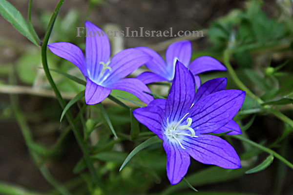 Flora of Israel online