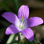 Campanula retrorsa, Fleurs sauvages, Wildblumen, Fiori, флоры, Flores Silvestres, زهور