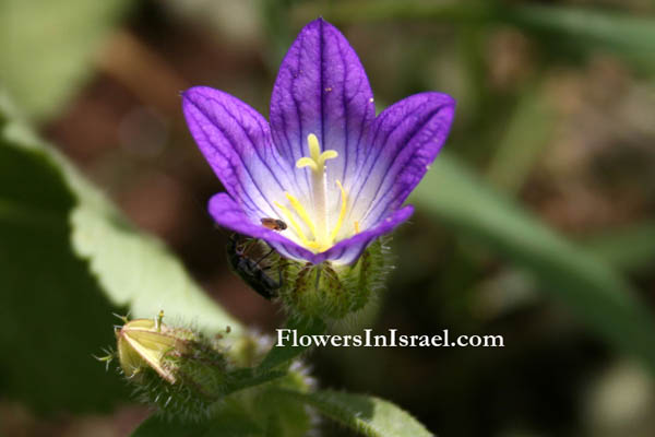 Campanula strigosa, Bellflower, زهرة الجرس الشوكية,  ,פעמונית זיפנית