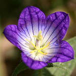 Campanula strigosa, Fleurs sauvages, Wildblumen, Fiori, флоры, Flores Silvestres, زهور