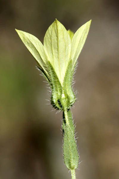 Campanula sulphurea, Yellow Bellflower, פעמונית גפורה 