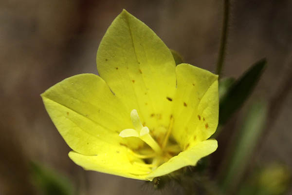 Campanula sulphurea, Yellow Bellflower, פעמונית גפורה 