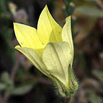 Campanula sulphurea, Fleurs sauvages, Wildblumen, Fiori, флоры, Flores Silvestres, زهور