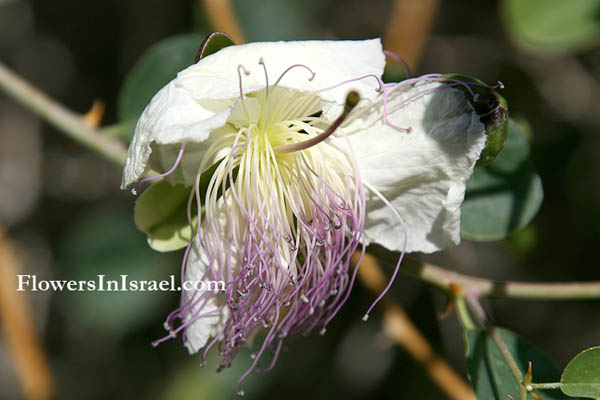 Capparis aegyptia, Egyptian caper, צלף מצרי, قبار