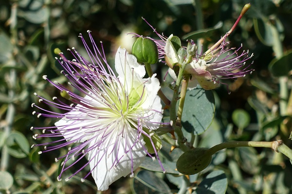 Capparis aegyptia, Egyptian caper, צלף מצרי, قبار