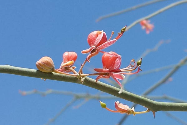 Capparis decidua, Capparis aphylla, Caper berry, Caper plant, Wild caper, צלף רותמי