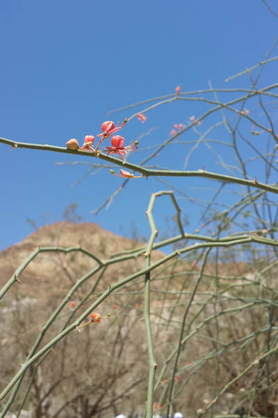 Capparis decidua, Capparis aphylla, Caper berry, Caper plant, Wild caper, צלף רותמי