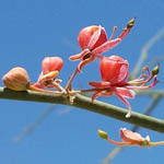 Capparis decidua, Israel, Red flowers