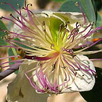 Capparis sicula, Fleurs sauvages, Wildblumen, Fiori, флоры, Flores Silvestres, زهور