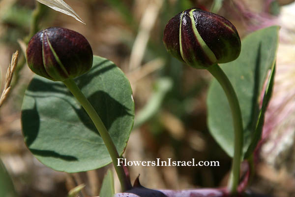 Capparis spinosa,  Common Caper,الغبار، آبار, צלף קוצני