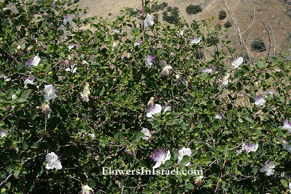 Israel Flowers (פרחים וצמחי בר)