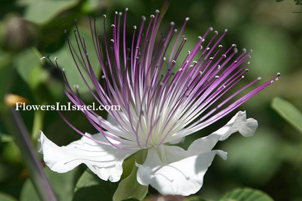 Capparis spinosa, Common Caper,الغبار، آبار, צלף קוצני