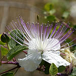 Capparis spinosa, Wild Flowers, Israel, Flora