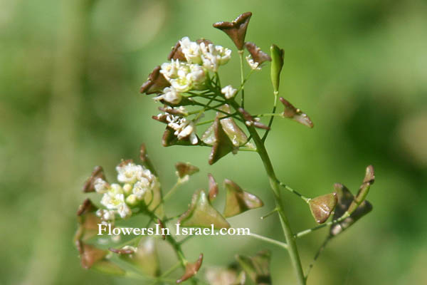 Capsella bursa-pastoris, Sheperd's Purse, ילקוט הרועים, كيس الراعي