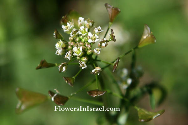 Capsella bursa-pastoris, Sheperd's Purse,Mother's heart, ילקוט הרועים