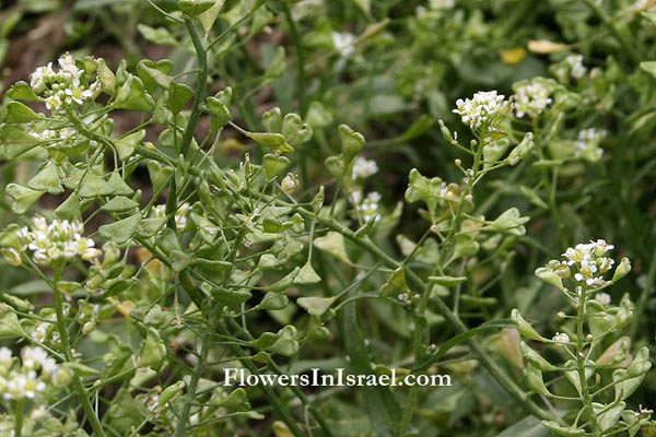 Israel Flowers (פרחים וצמחי בר)