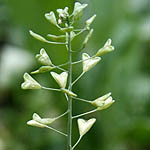 Capsella bursa-pastoris, Fleurs sauvages, Wildblumen, Fiori, флоры, Flores Silvestres, زهور