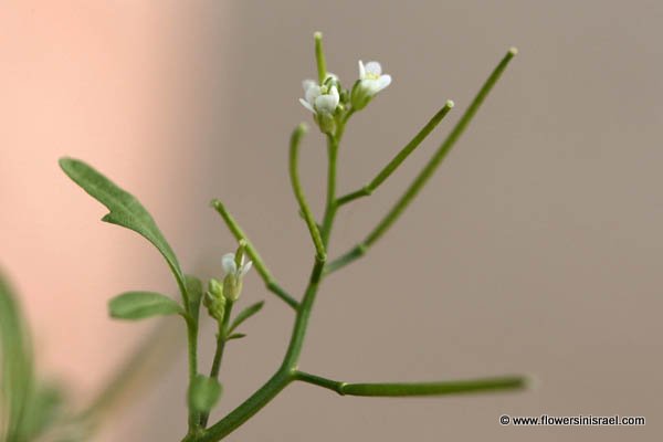 Cardamine hirsuta, Hairy bittercress, shotweed, snapweed, الحُرْف الزغبي,קרדמין שעיר