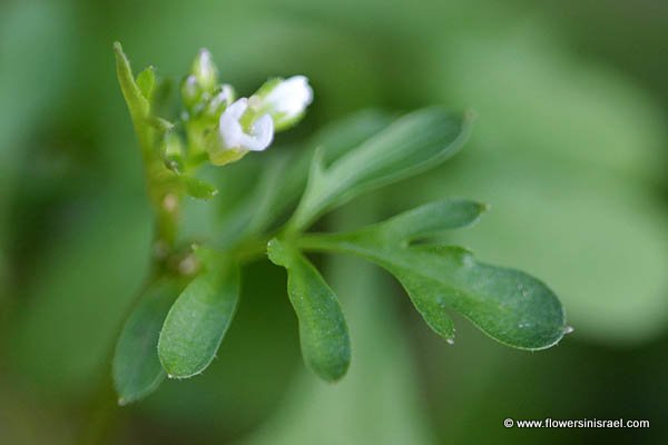 Flora of Israel online, Native plants, Palestine