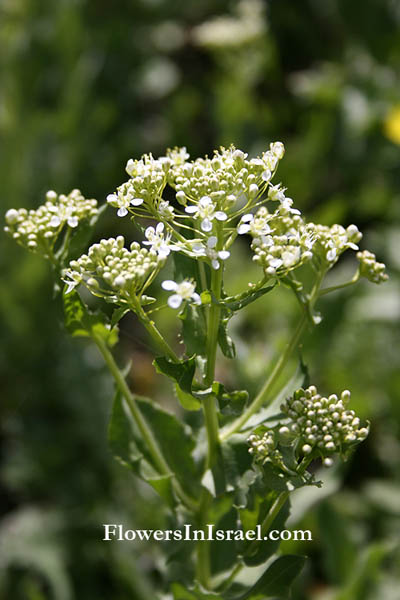  Cardaria draba, Lepidium draba, Heart-Podded Hoary Cress, فنبيرة, קרדריה מצויה (פרחים וצמחי בר) 