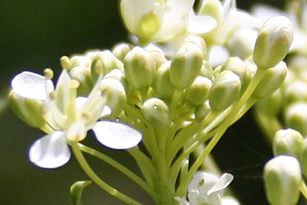 Cardaria draba, Lepidium draba, Heart-Podded Hoary Cress, فنبيرة, קרדריה מצויה