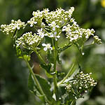 Cardaria draba, Lepidium draba, Fleurs sauvages, Wildblumen, Fiori, флоры, Flores Silvestres, زهور