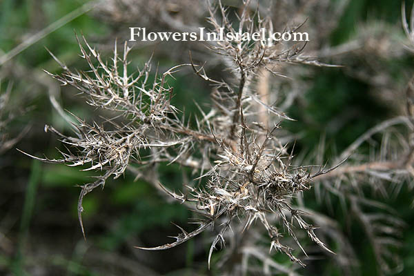 Israel Flowers (פרחים וצמחי בר)