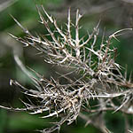 Cardopatium corymbosum, Israel wildflowers, Dark Blue Flowers