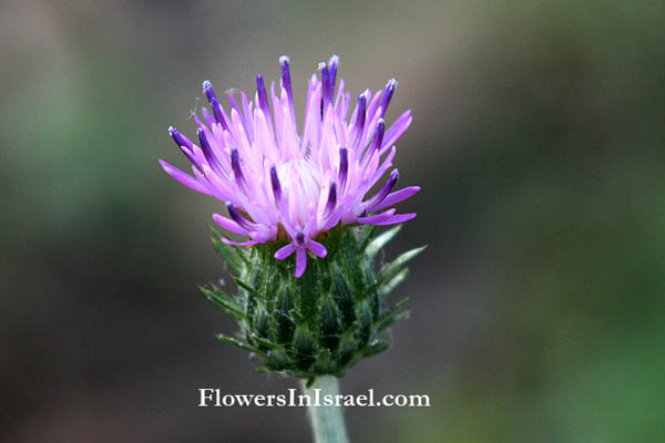 Israel Flowers (פרחים וצמחי בר)