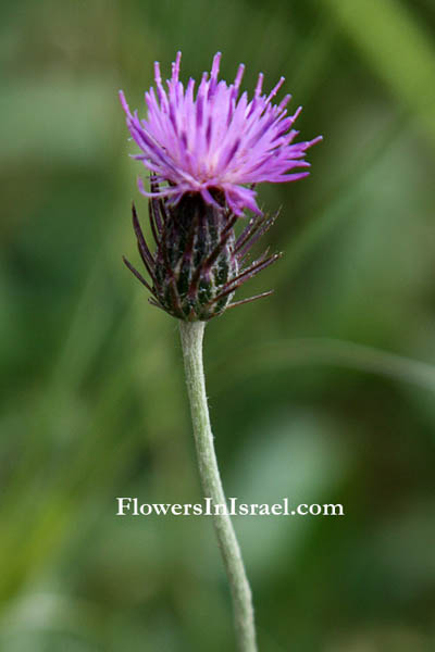 Carduus argentatus, Silver Thistle, קרדה מכסיפה,خِرْفَيْش صَغير; شَوْك عَنْتَر; قَرْدوس فِضّي