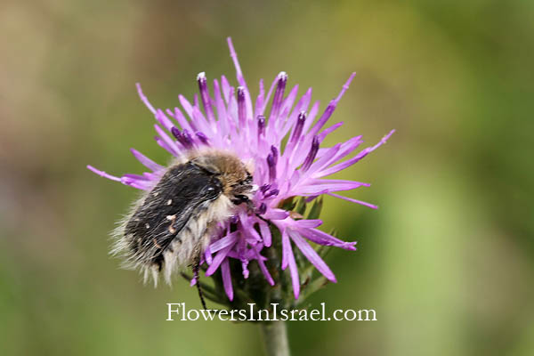 Carduus argentatus, Silver Thistle, קרדה מכסיפה