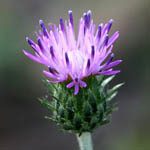 Carduus argentatus, Israel, Purple Flowers