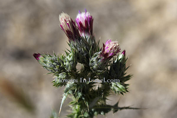 Carduus australis, Carduus pycnocephala, Italian thistle,لسان غليظ الرأس  ,קרדה  דרומית