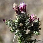 Carduus australis, Israel, Purple Flowers