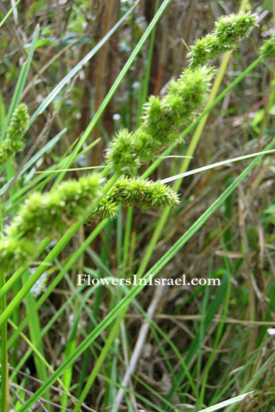 Flora, Israel, Blomster, villblomster, Planter, Opprinnelig Blomster