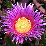 Carpobrotus acinaciformis, Fleurs sauvages, Wildblumen, Fiori, флоры, Flores Silvestres, زهور