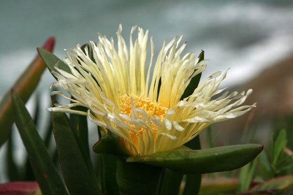 Carpobrotus edulis, Mesembryanthemum edule, Hottentot-fig, ice plant, highway ice plant, צלקנית נאכלת,  أصابع الجارية