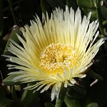 Carpobrotus edulis, Fleurs sauvages, Wildblumen, Fiori, флоры, Flores Silvestres, زهور