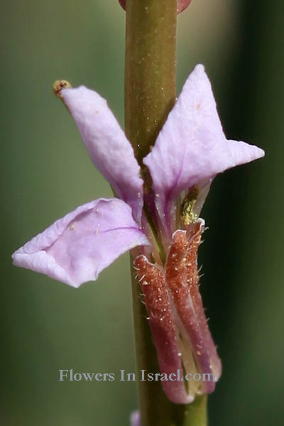 Dudaim Forest, Goral Hills,גבעות גורל, יער דודאים, Carrichtera annua, Ward’s Weed, שעירות כפיות